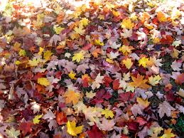 leaf pile